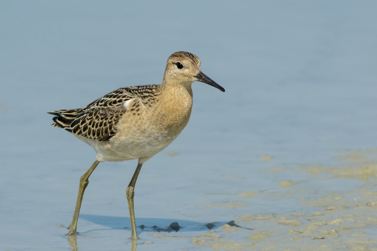 Combattente (Philomachus pugnax)